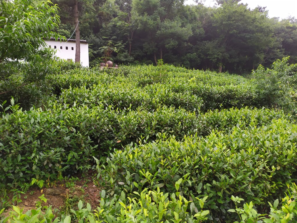 This photo depicts a tea field in rural Hubei, China in 2020.