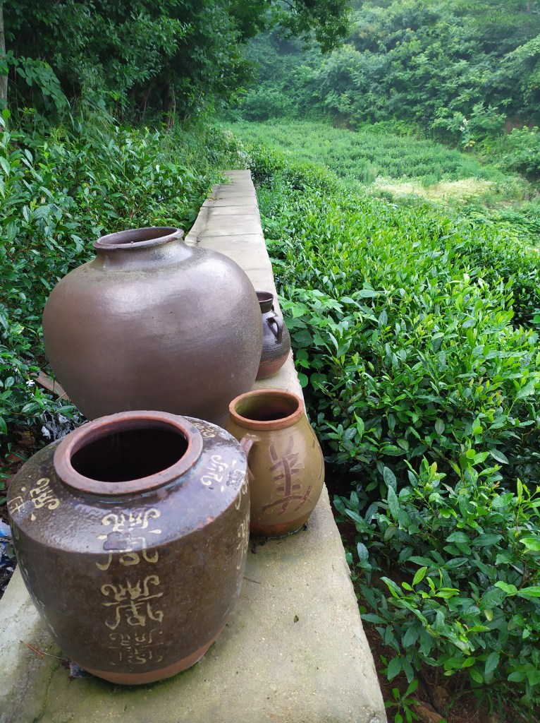 This photo depicts a tea field bushes with pots in the mountains of Hubei, China in 2020. Village life.