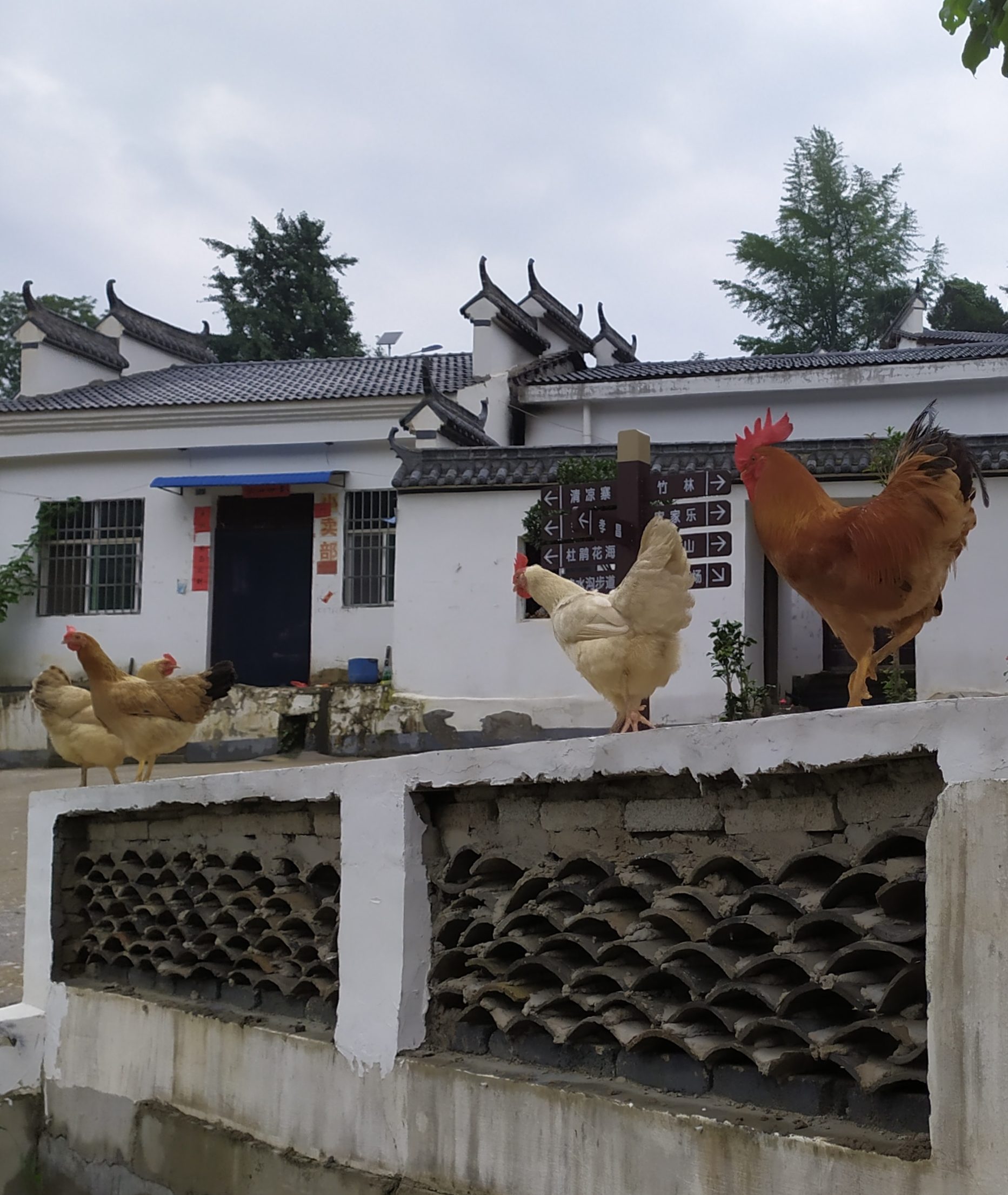 Chickens in a village in Hubei, China. Small town life in China. 2020.