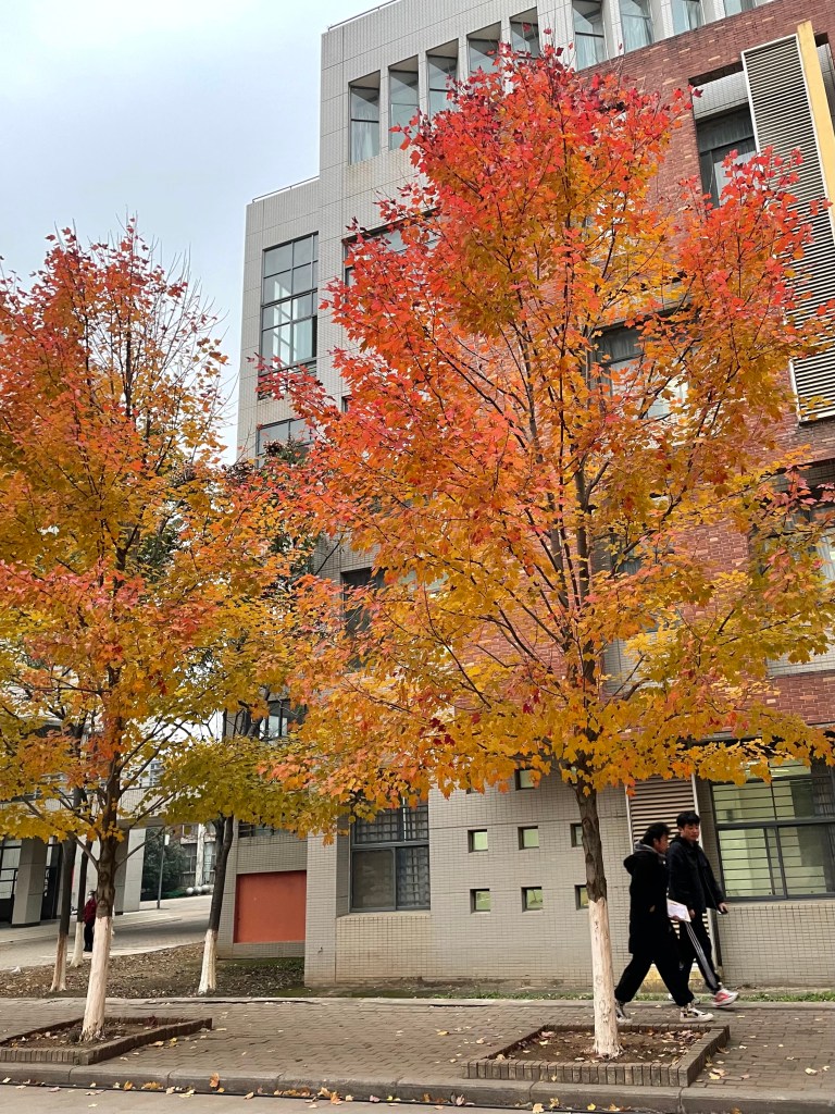 This photo shows students walking under North American red maple trees in Wenhua College in Wuhan, China. (2020)