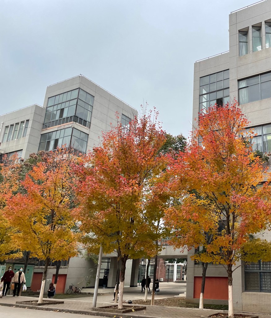 This photo shows students walking under North American red maple trees in Wenhua College in Wuhan, China. (2020)
