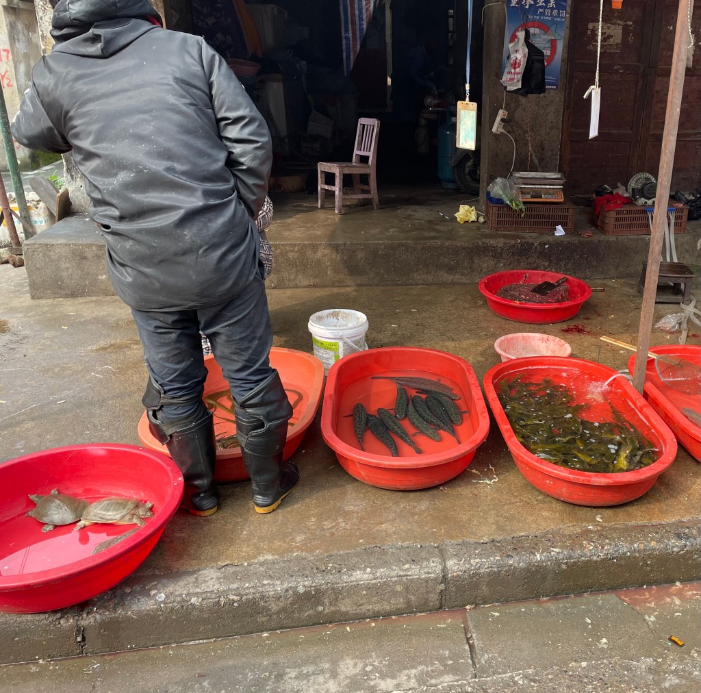 This photo shows live turtles and other aquatic food animals being sold in the streets of Wuhan, China (2021).
