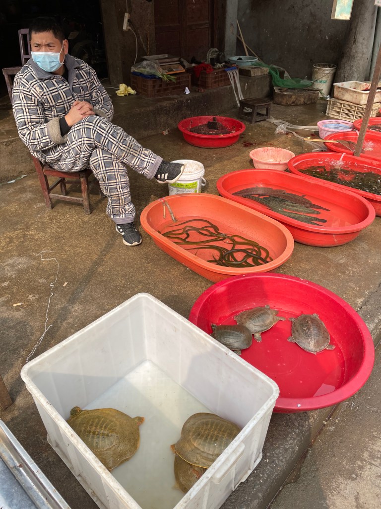 This photo shows live soft-shell turtles and other aquatic food animals being sold in the streets of Wuhan, China (2021). The man selling them sits in winter pajamas. 