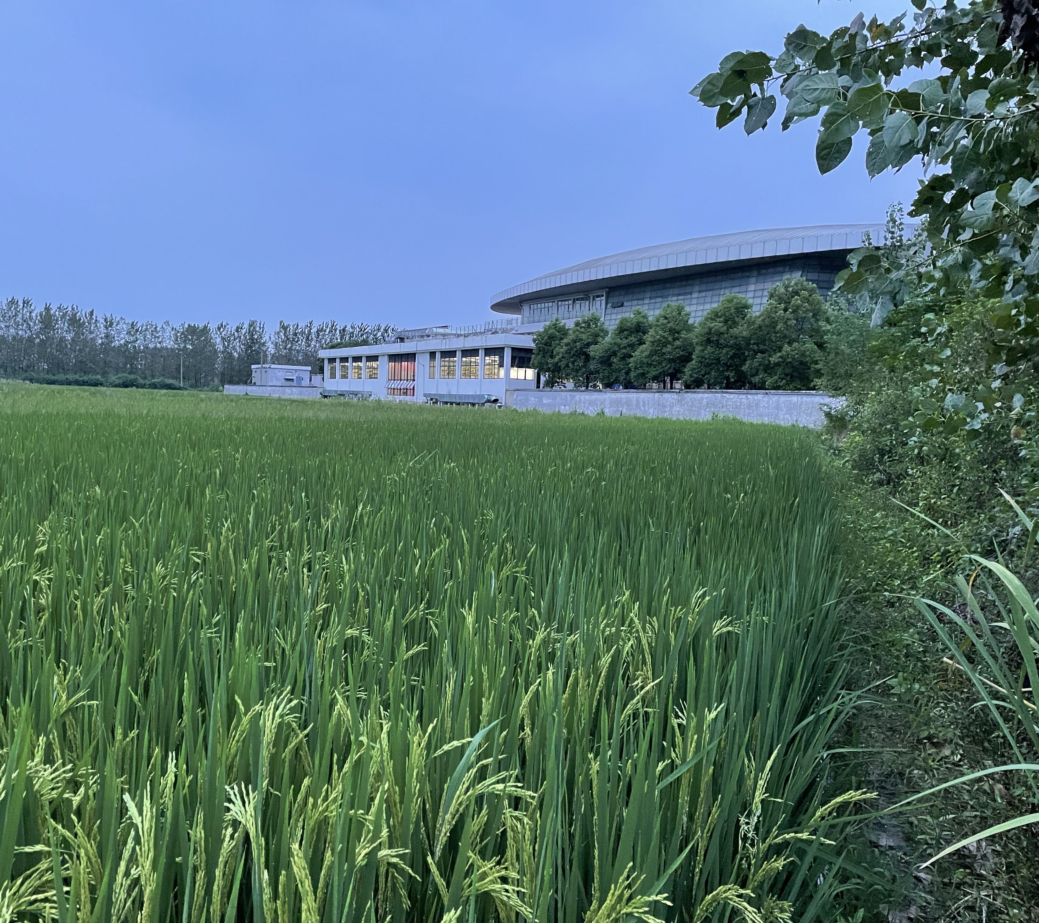 This is a photo of the Xiantao rest-stop in 2021. Behind the rest-stop is a green field.