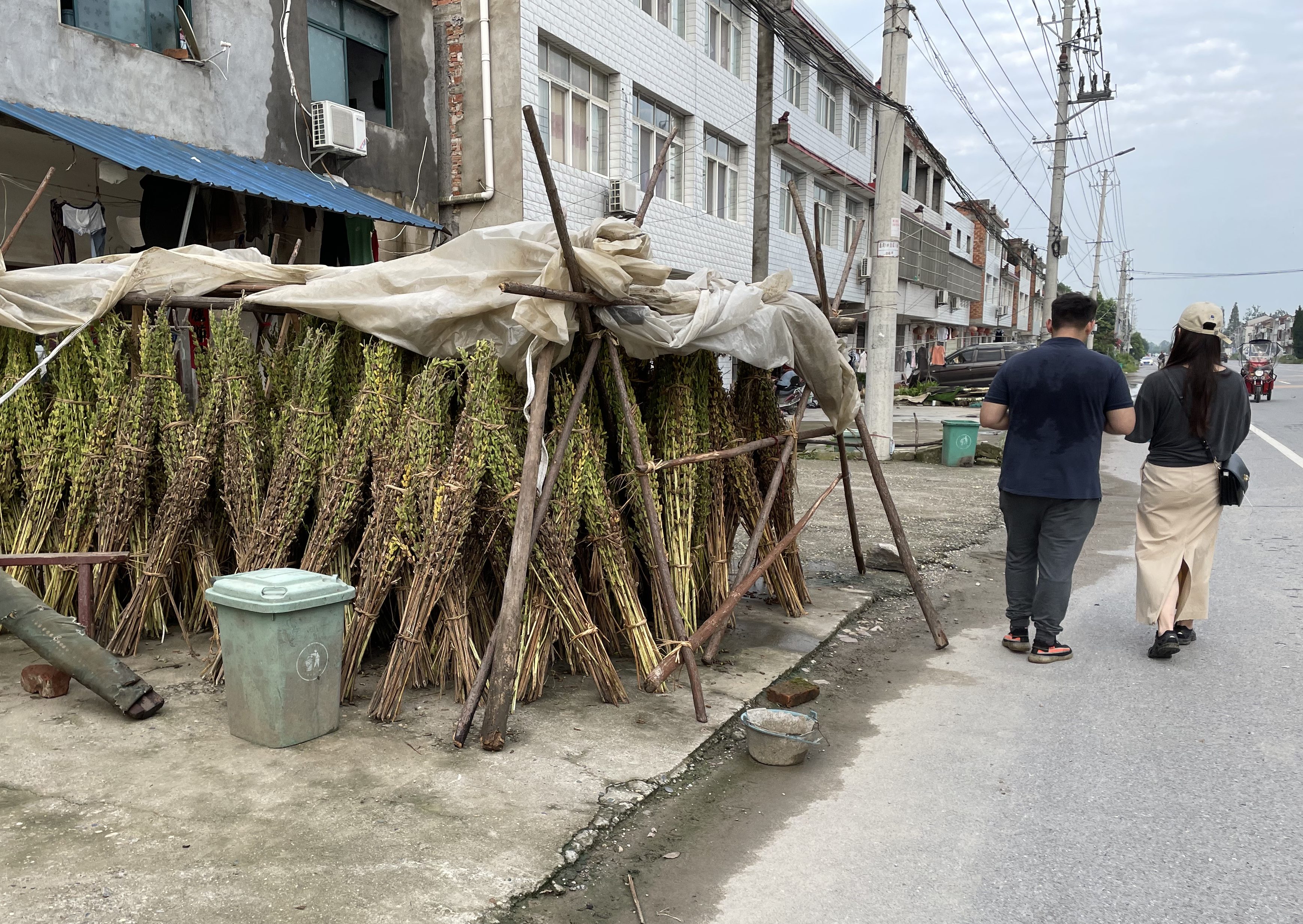 This photo shows bundles of drying rapeseed canola in front of homes in Hubei, China (2021).